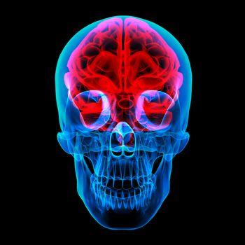 Human brain X ray - front view