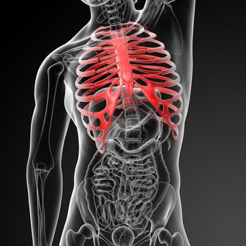 3d render illustration of the rib cage