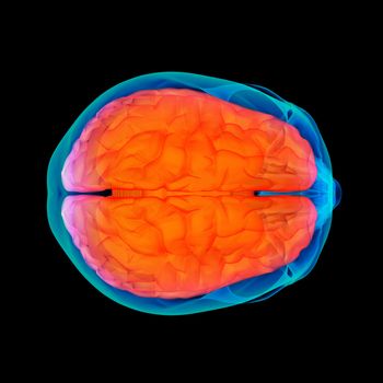 Human brain X ray - side view