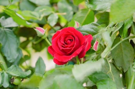close up red rose flowers in a garden