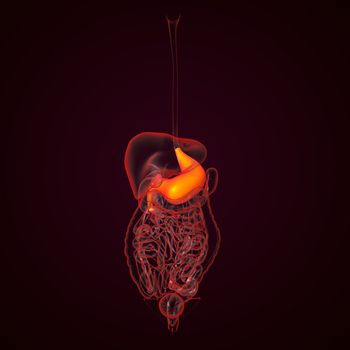 Human digestive system stomach