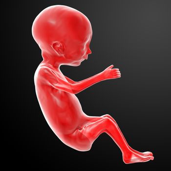 3d rendered illustration - human fetus  - side view