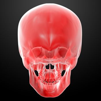 3d render red skull on black background - back view