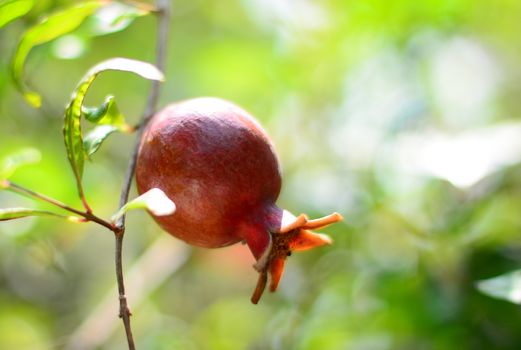 Pomegranate fruit on tree with green background