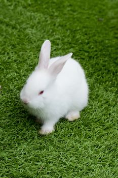 white rabbit in grass