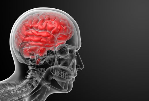 Human brain X ray - side view