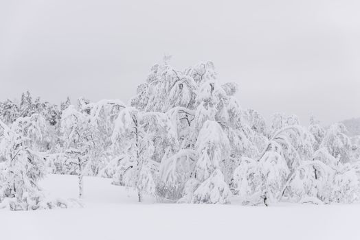 Trees bending under heavy snow