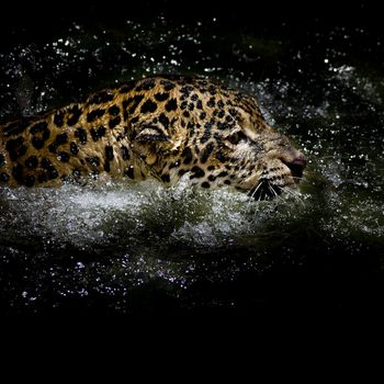 Jaguar  swim