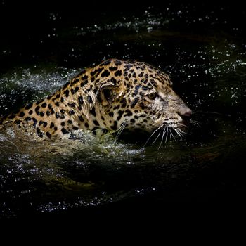 Jaguar  swim