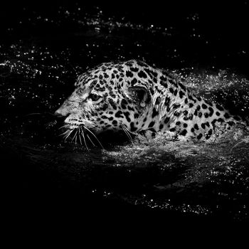 Jaguar  swim