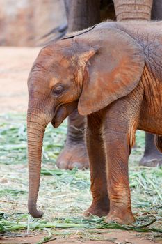 Baby elephant