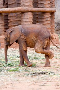 Baby elephant