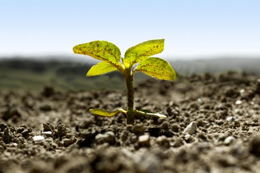 Only one sunflower cultivated for the spring