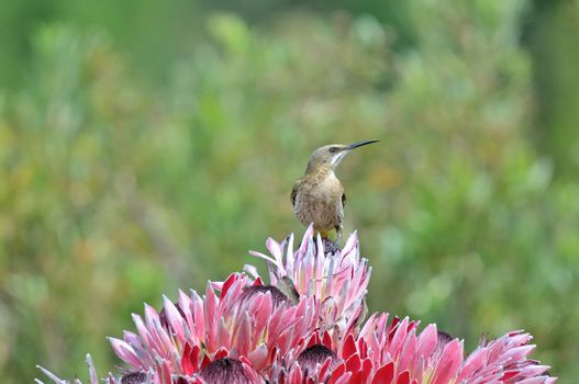 Cape sugarbird on protea flowers, Sir Lowreys Pass, Cape Town
