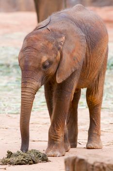 Baby elephant