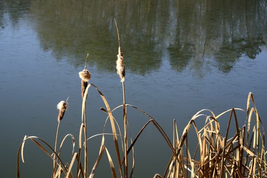 reeds near a pond in winter, France