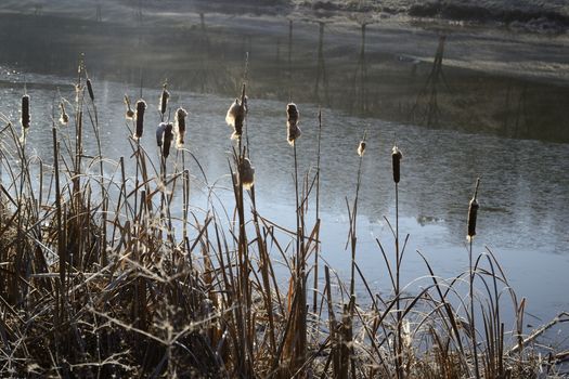 reeds near a pond in winter, France