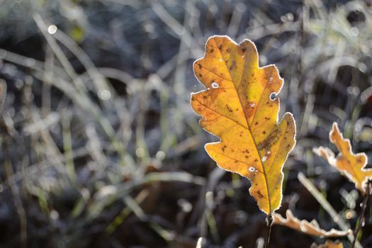 yellow oak leaf in winter, grass in background