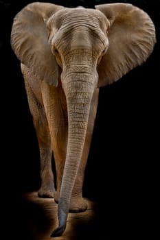 African elephant