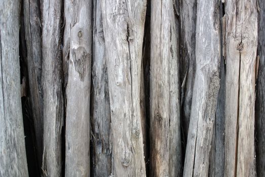 gathering of firewood dry and cracked