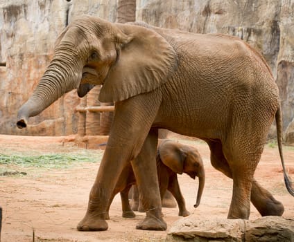 A young elephant right next to an adult one.