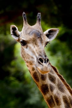 close up giraffe