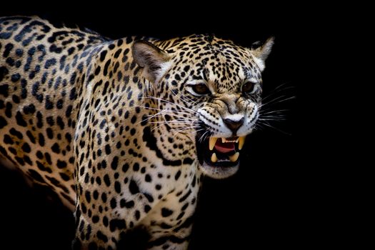 Jaguar portrait