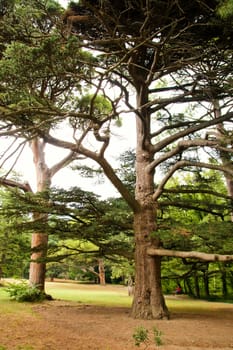 Vorontsovskiy park in Crimea on Black sea in Ukraine.