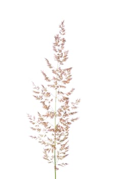 Purple reedgrass (Calamagrostis arundinacea)