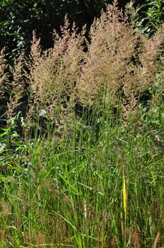 Purple reedgrass (Calamagrostis arundinacea)