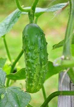 Cucumber on plant