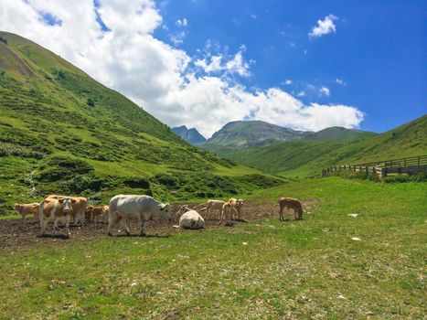 Cows in the green valley. The Pyrenees mountains in the south of France.