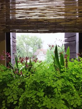 Green plants decorating a window in a rural home.