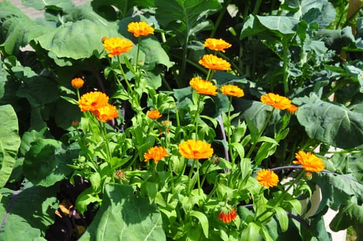 Mixed cultivation with Calendula