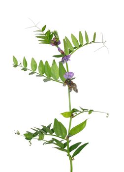 Bush vetch (Vicia sepium)