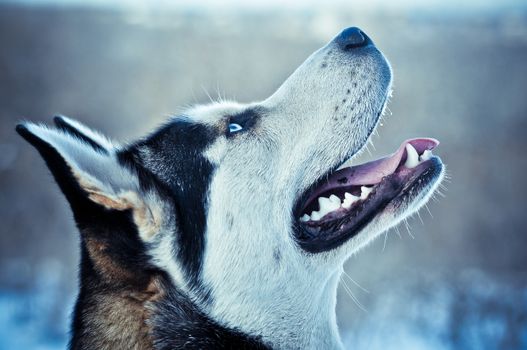 Siberian Husky dog  in winter 