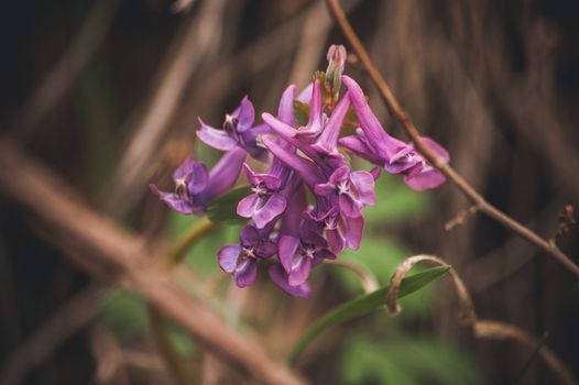 marco photo purple spring flowers hare bell 