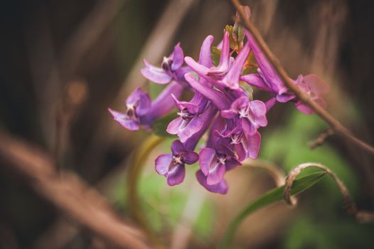 marco photo purple spring flowers hare bell 