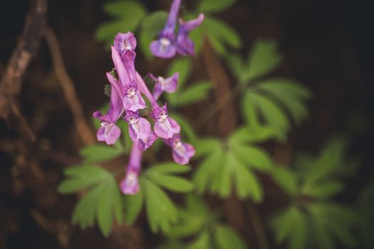 marco photo purple spring flowers hare bell 