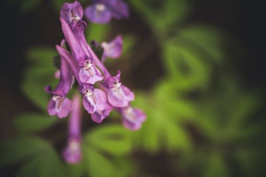 marco photo purple spring flowers hare bell 