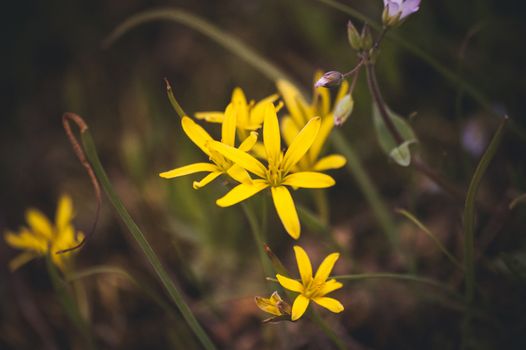 macro photo wild yellow spring flowers primrose 