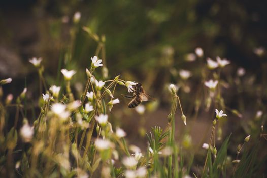 bee seating on white wild spring flower