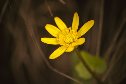 macro photo wild yellow spring flowers primrose 