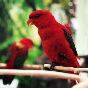 closeup of beautiful eclectus parrot
