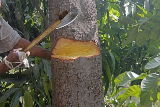 cutting tree with axe