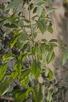 Pterocarpus santalinus, with the common names Red Sanders, Red Sandalwood, and Saunderswood, is a species of Pterocarpus endemic to the southern Eastern Ghats mountain range of South India. This tree is valued for the rich red color of its wood. The wood is not aromatic.