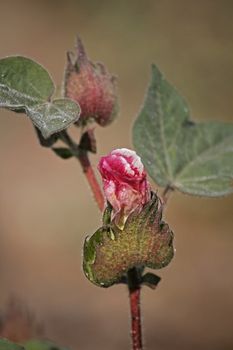 Cotton is a soft, fluffy staple fiber that grows in a boll, or protective capsule, around the seeds of cotton plants of the genus Gossypium in the family of Malvaceae. The fiber is almost pure cellulose. Under natural conditions, the cotton bolls will tend to increase the dispersion of the seeds.