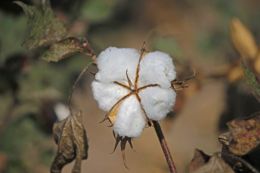 Cotton is a soft, fluffy staple fiber that grows in a boll, or protective capsule, around the seeds of cotton plants of the genus Gossypium in the family of Malvaceae. The fiber is almost pure cellulose. Under natural conditions, the cotton bolls will tend to increase the dispersion of the seeds.