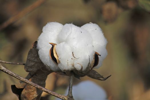 Cotton is a soft, fluffy staple fiber that grows in a boll, or protective capsule, around the seeds of cotton plants of the genus Gossypium in the family of Malvaceae. The fiber is almost pure cellulose. Under natural conditions, the cotton bolls will tend to increase the dispersion of the seeds.