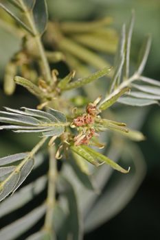 Senna obtusifolia, Chinese senna, sicklepod is a legume in the genus Senna, sometimes separated in the monotypic genus Diallobus. It grows wild.